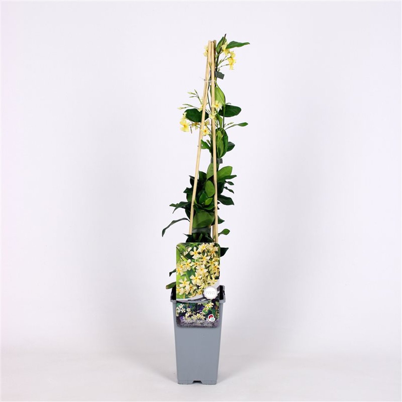 Stjärnjasmine – Trachelospermum jasminoides 'Star of Toscane' - C2 70/+ CM